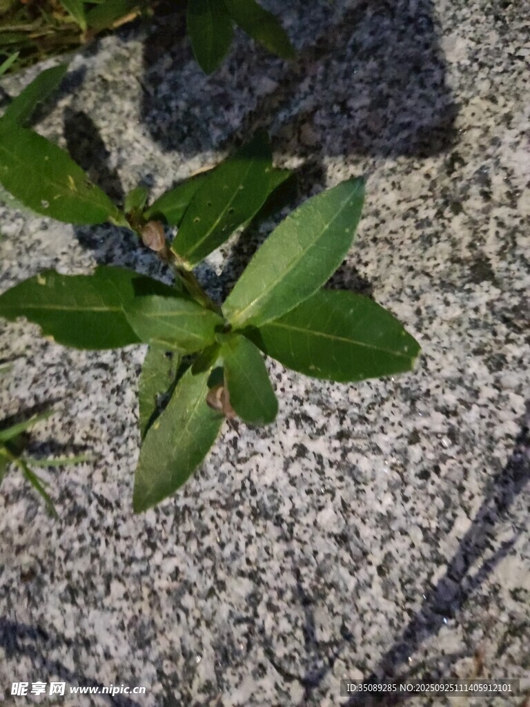 石上生长的嫩绿植物