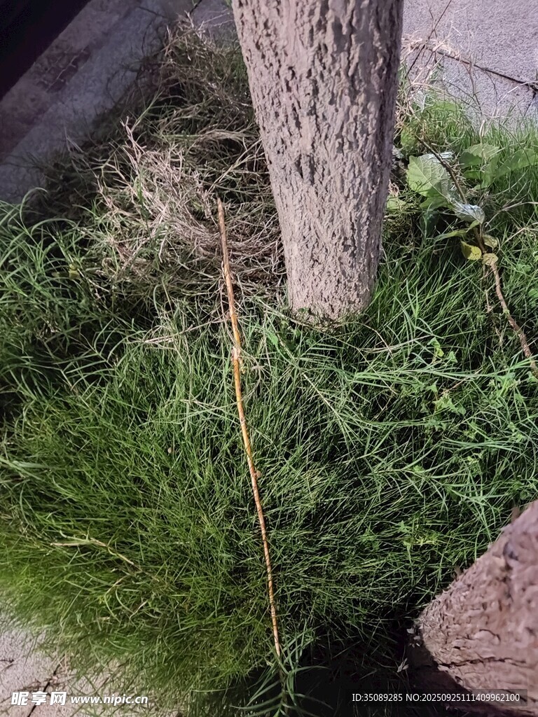 树下草丛景象