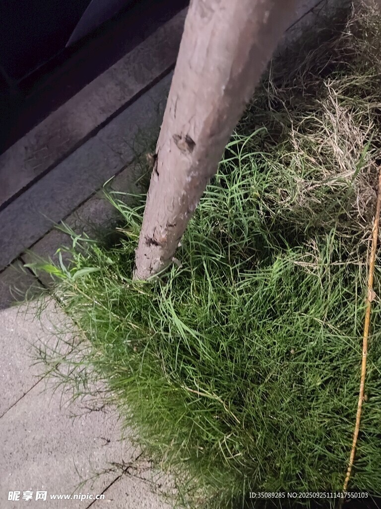 木杆旁的翠绿草丛