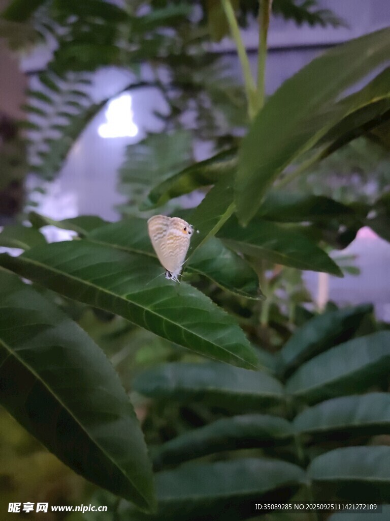 绿叶上的白色蝴蝶