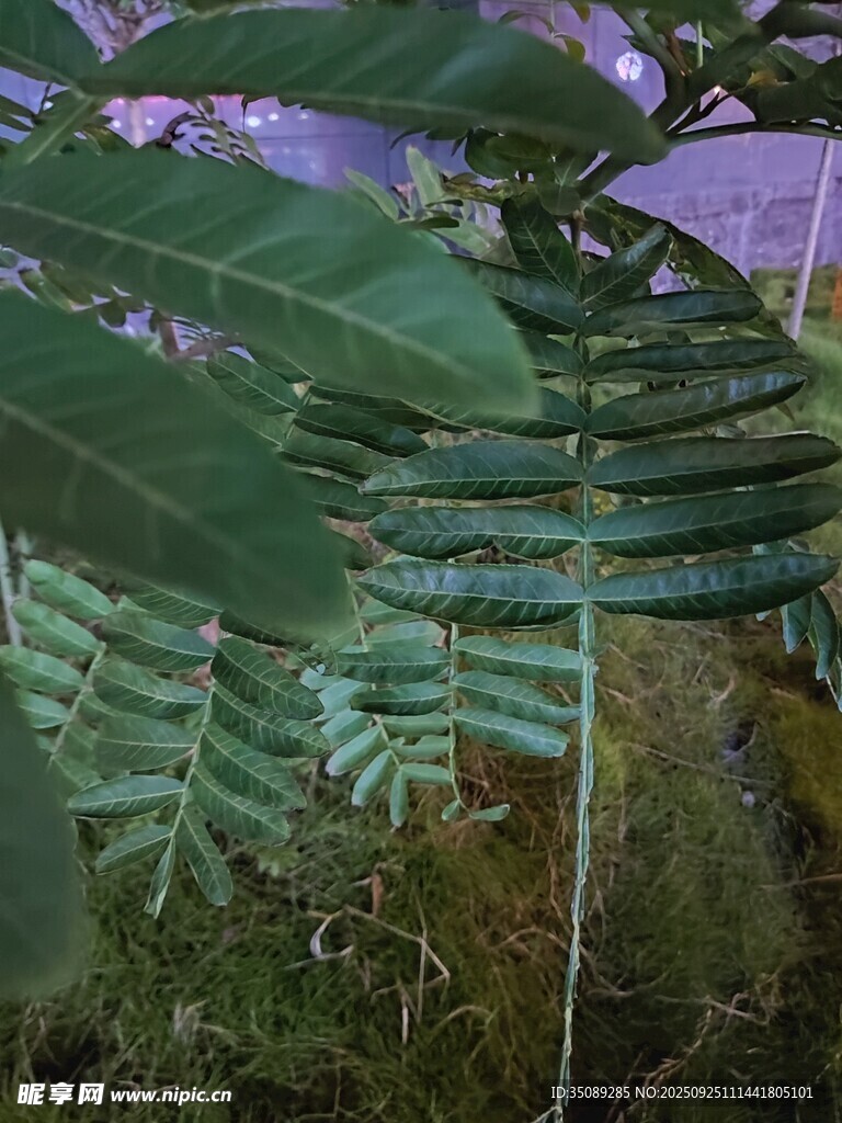 茂密丛林中的羽状叶片