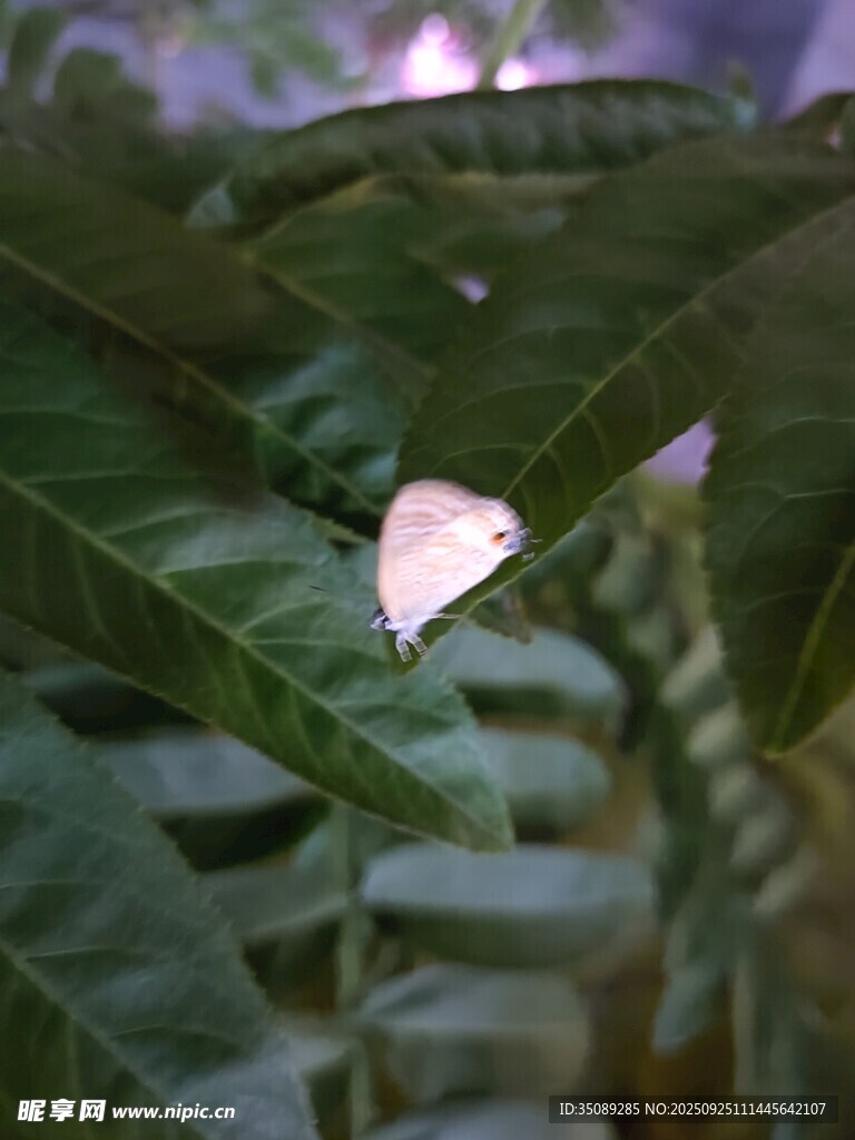 绿叶上的白色蝴蝶