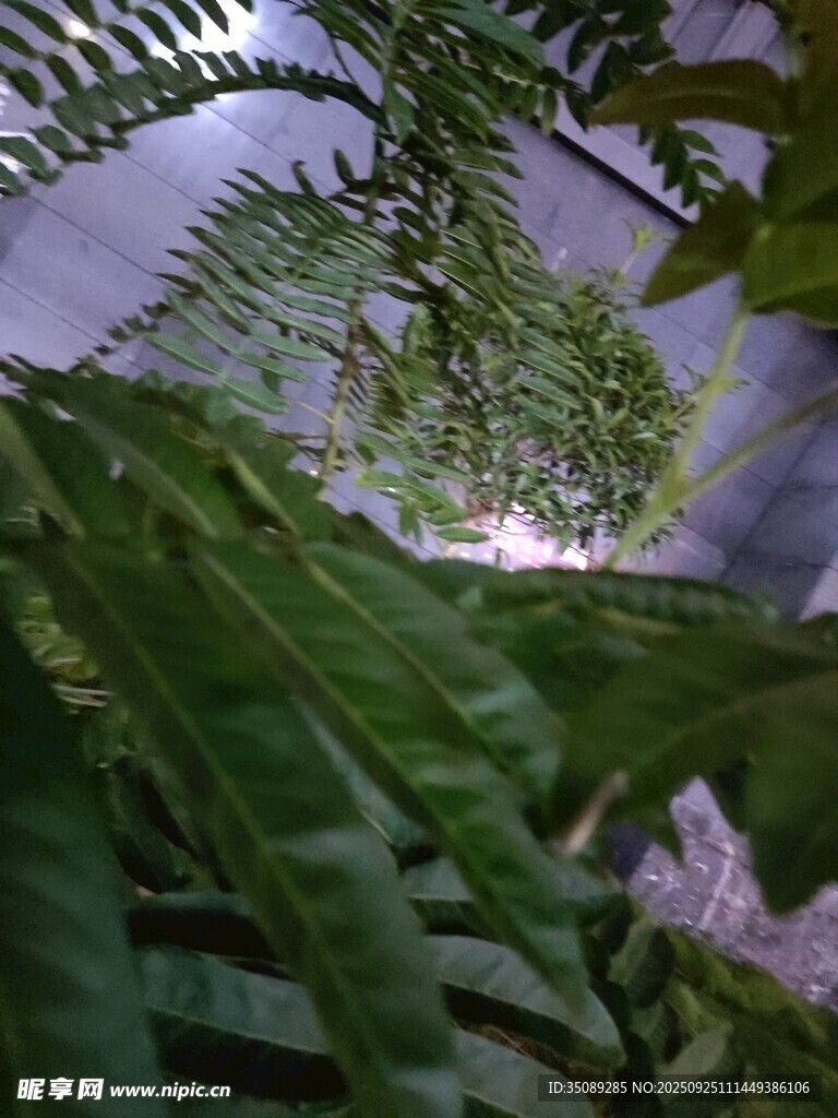 繁茂绿植下的神秘景致