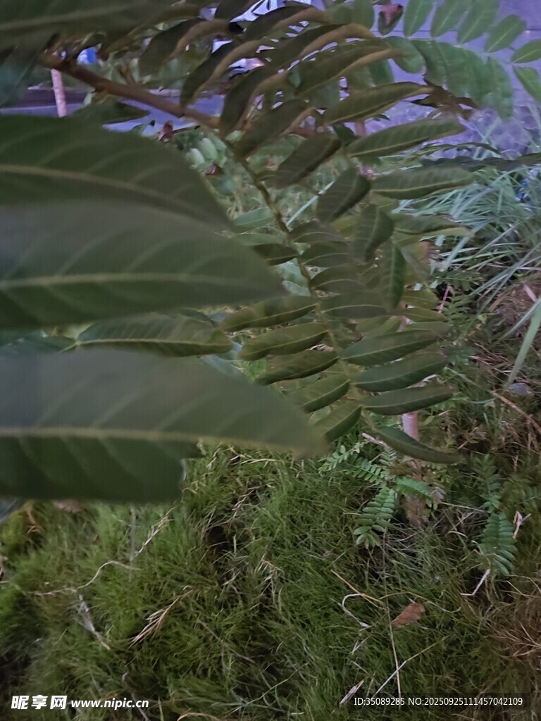 棕榈叶下的自然景致