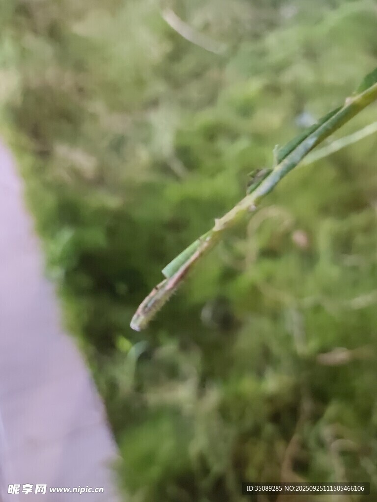 草尖露珠特写