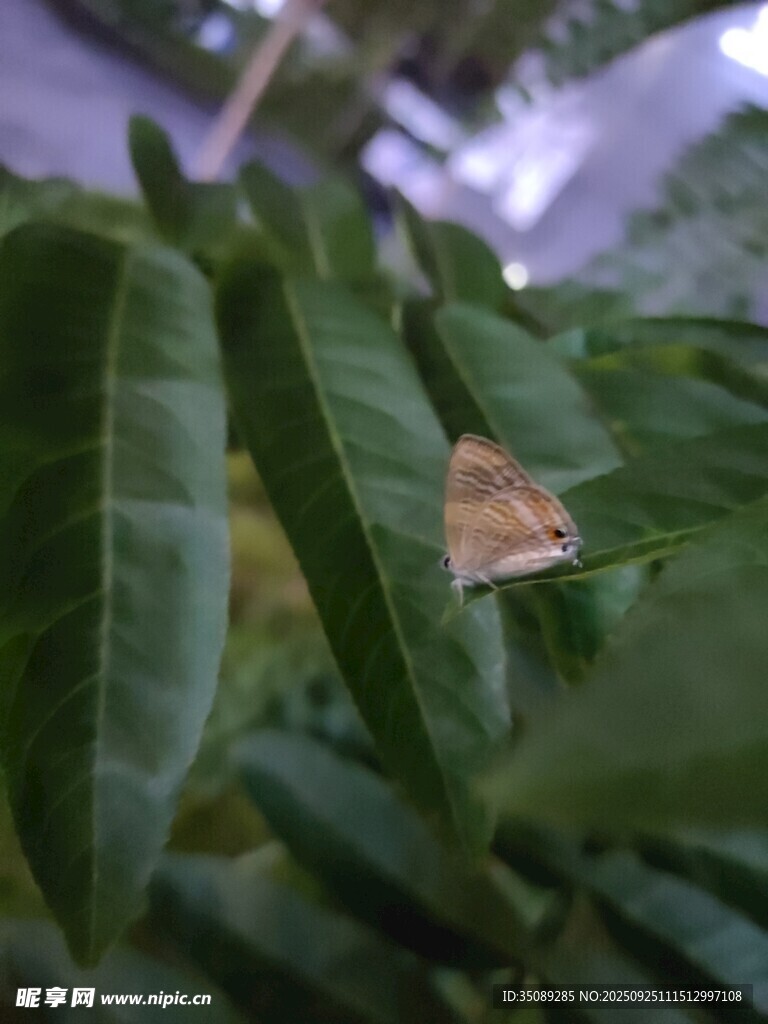 绿叶间的蝴蝶