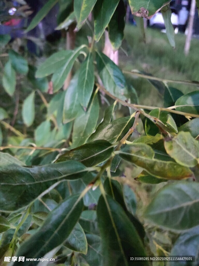 绿叶繁茂的植物特写