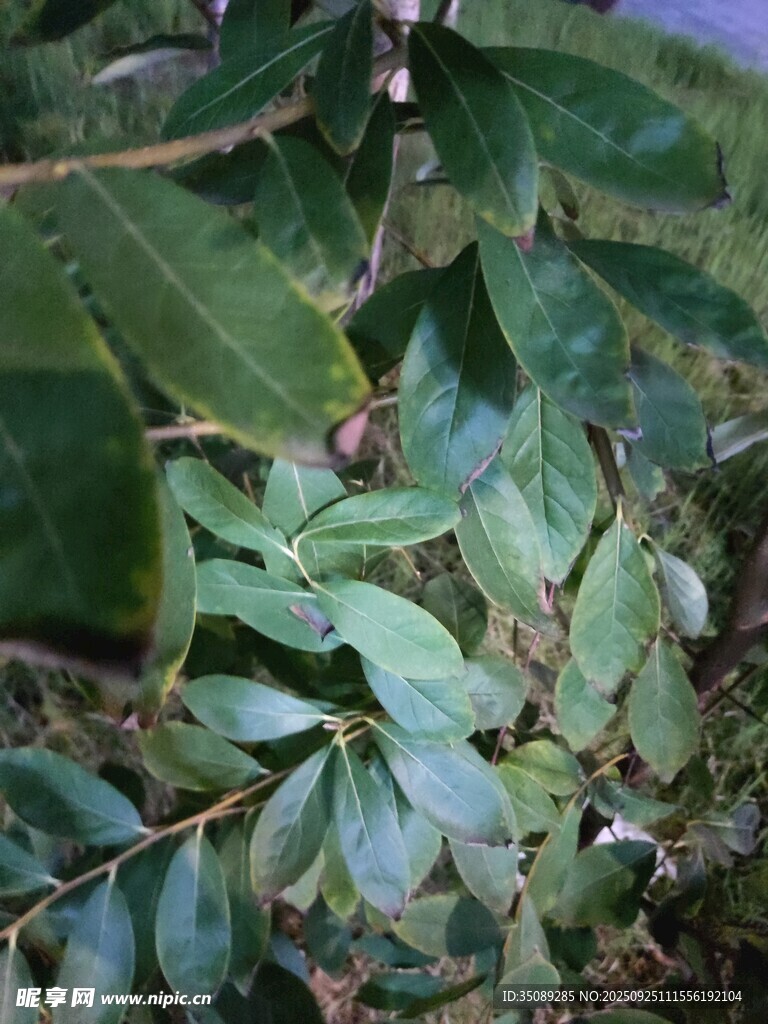 翠绿叶片的植物特写