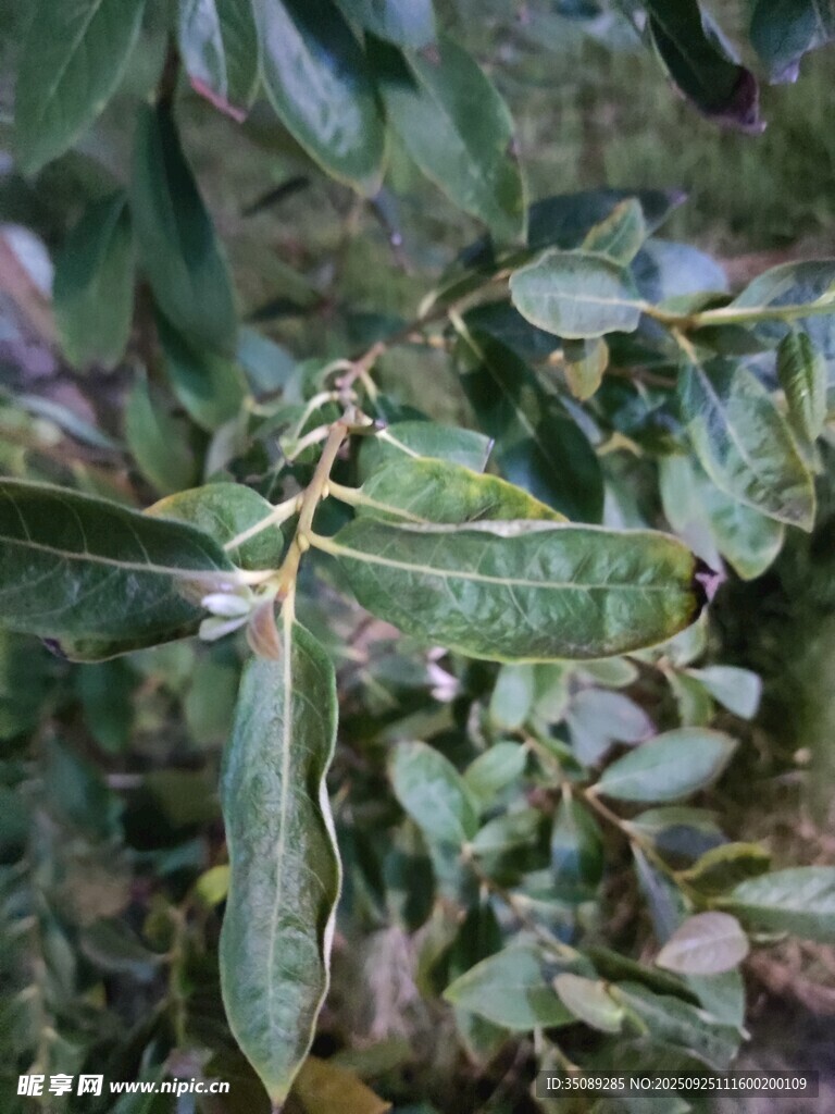 绿叶间的小巧植物花朵