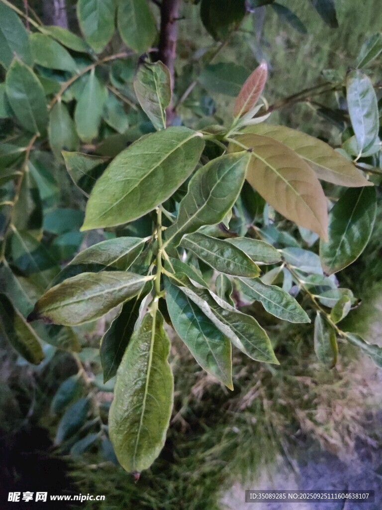 绿叶繁茂的植物枝叶