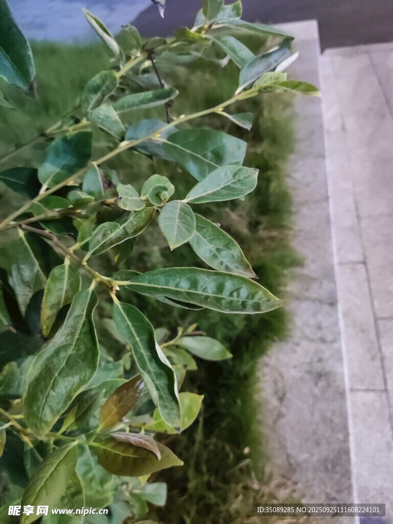 墙边绿植生机盎然