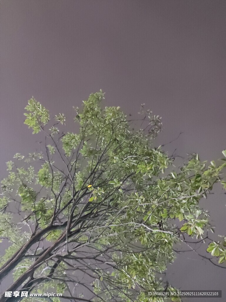 枝头绿意展现自然生机