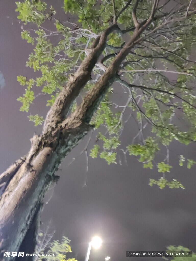 夜晚仰视下的高大树木