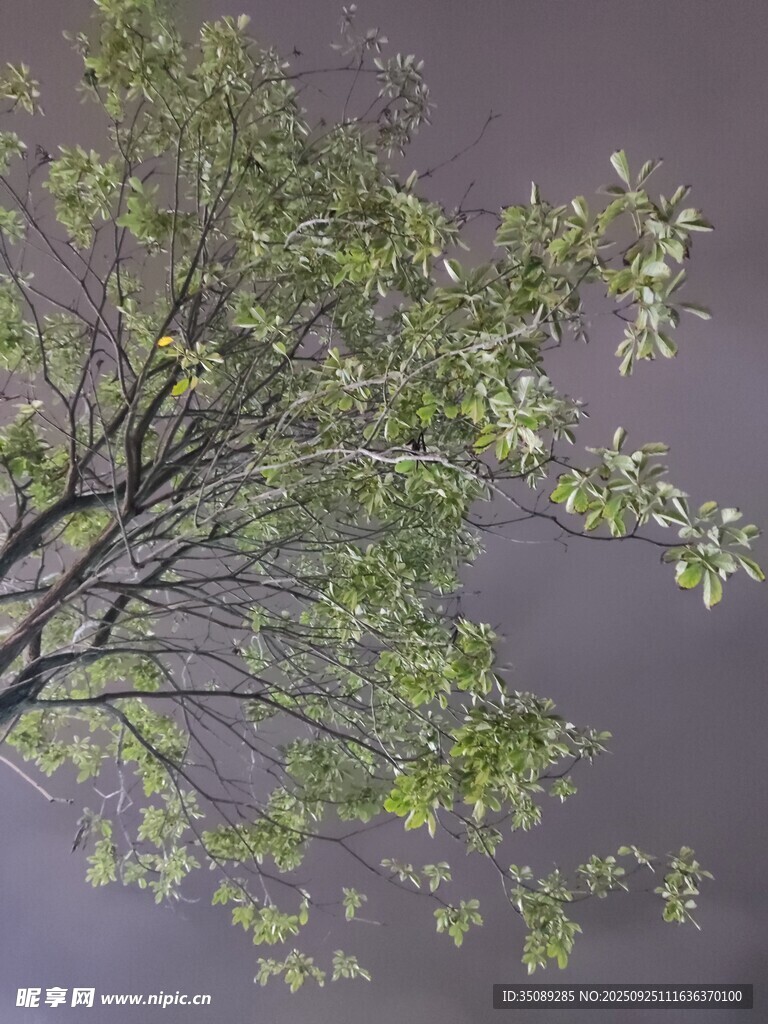 夜空下的翠绿树枝