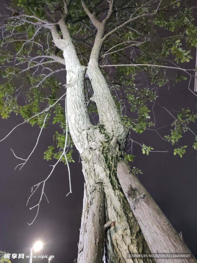 夜下双生树