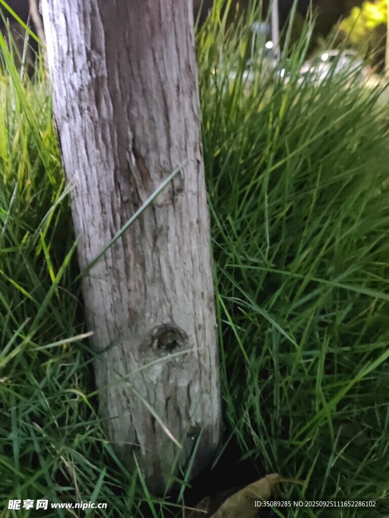 草地上的木桩