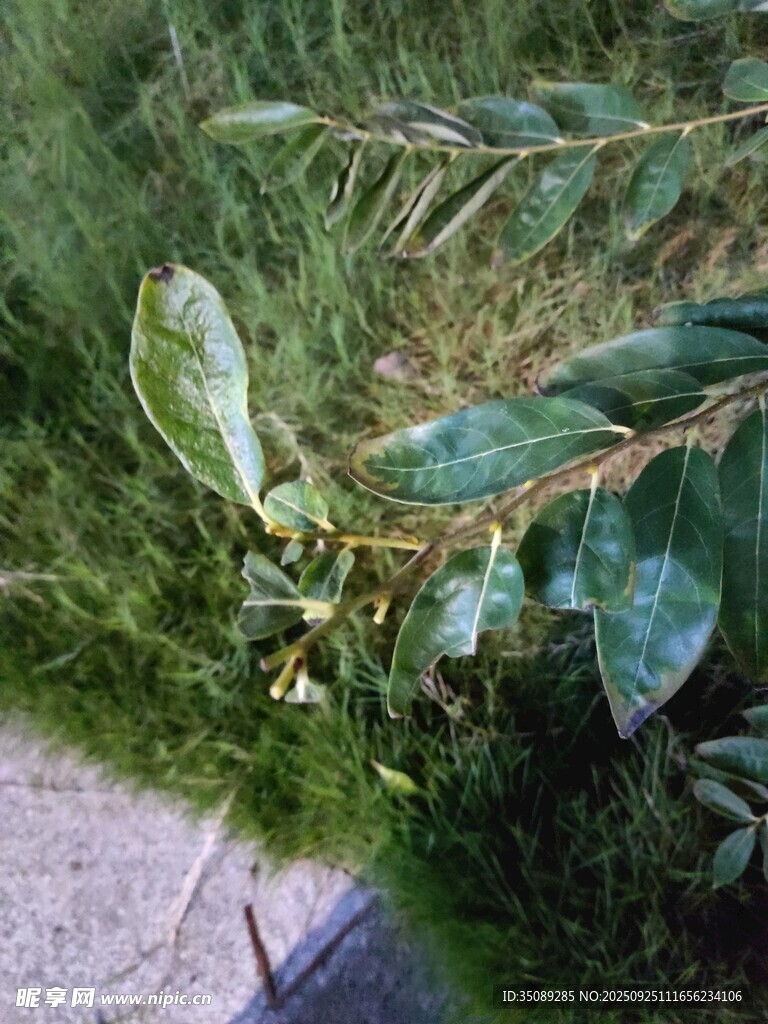 路边绿叶植物特写