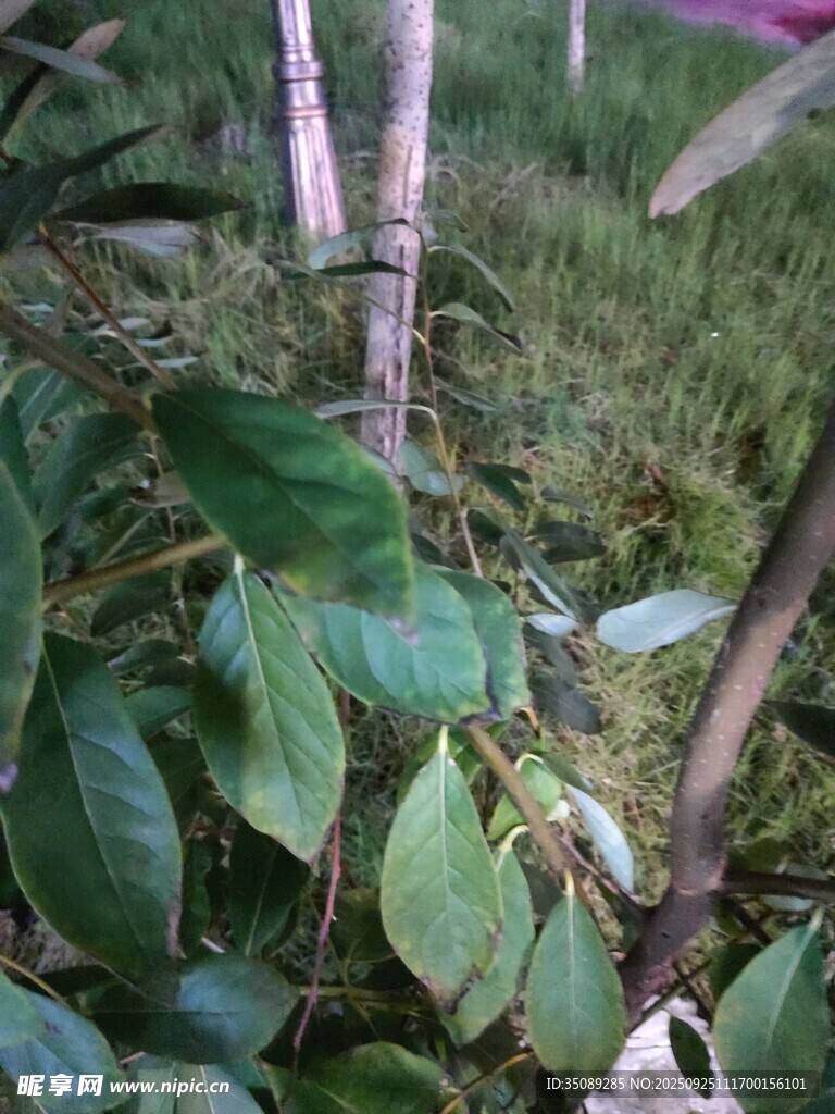 绿叶繁茂的植物景象