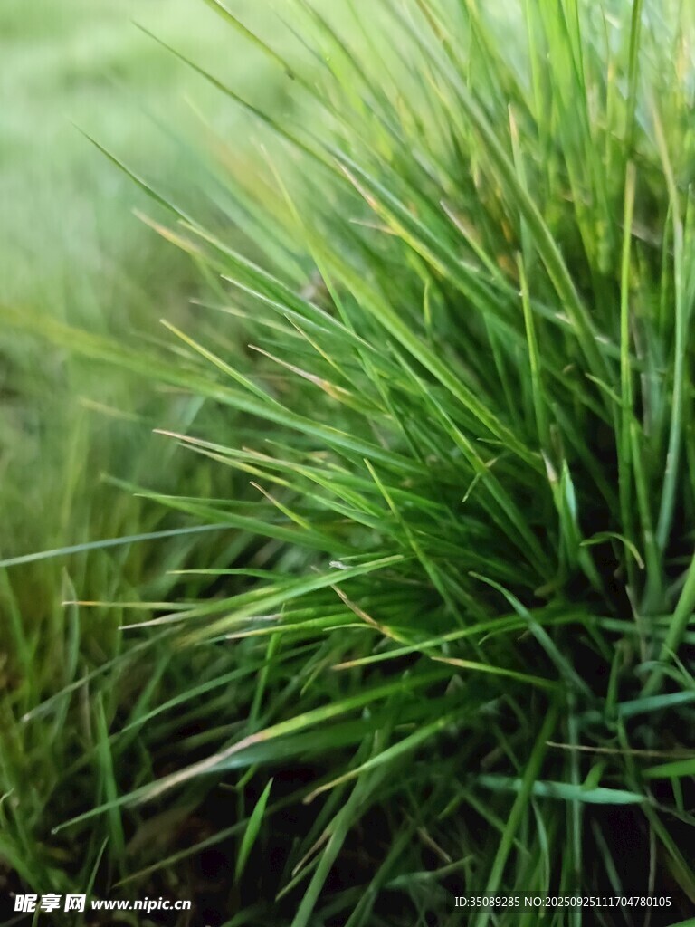 翠绿青草特写