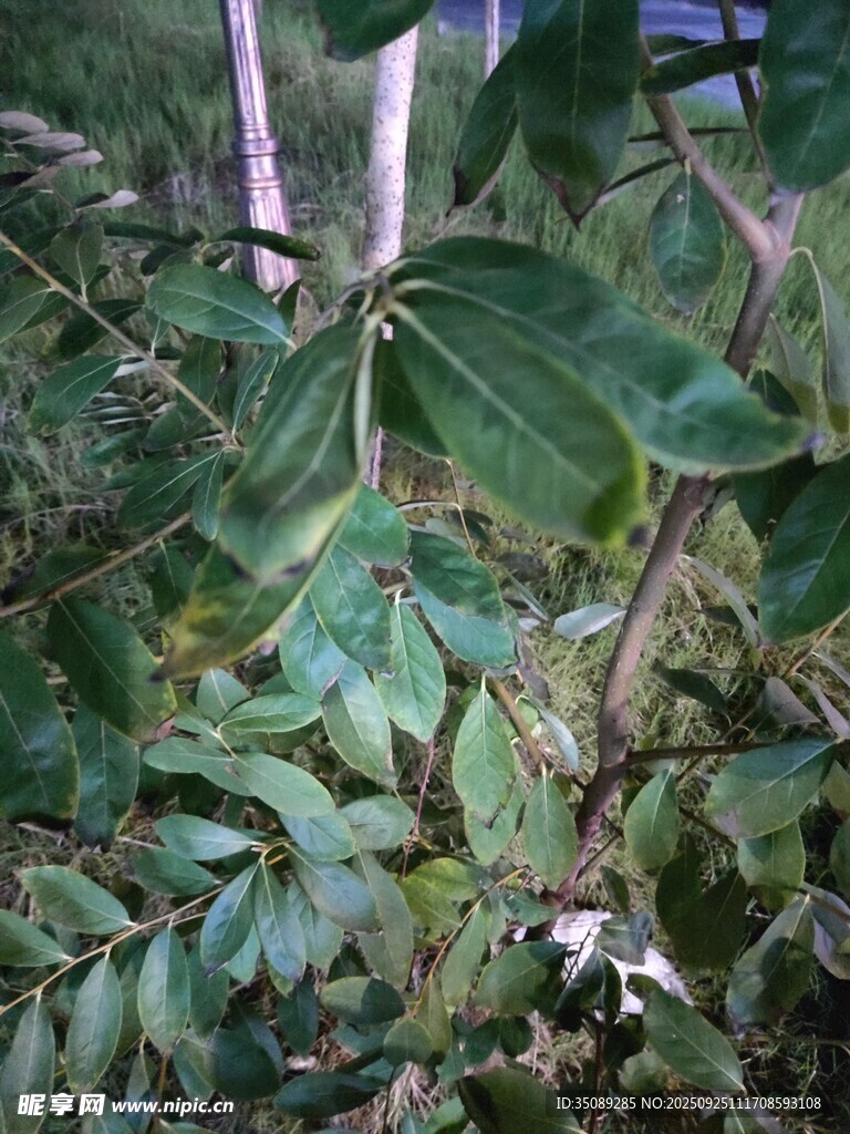 茂密丛林中的多样植物