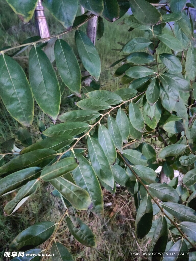 翠绿叶片的植物特写