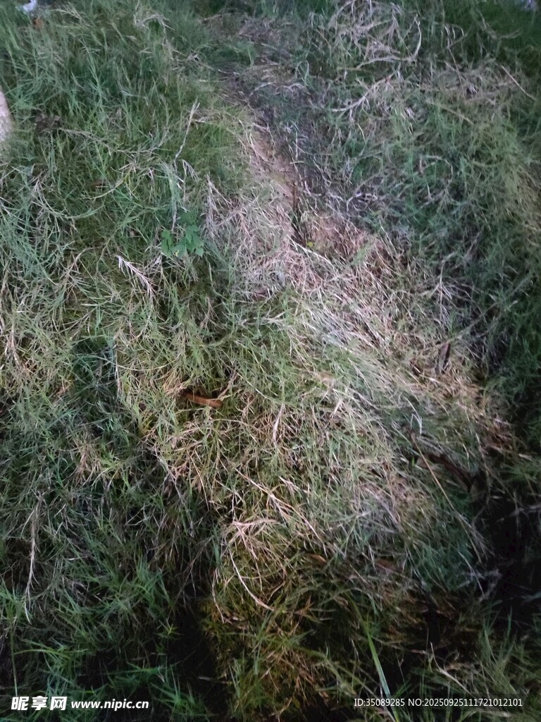 林间草地小径