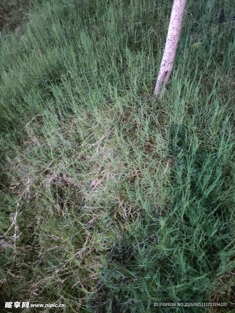 草地中的光秃区域