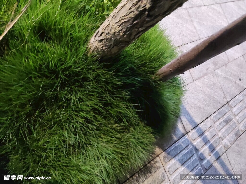 树下翠绿草丛近景特写