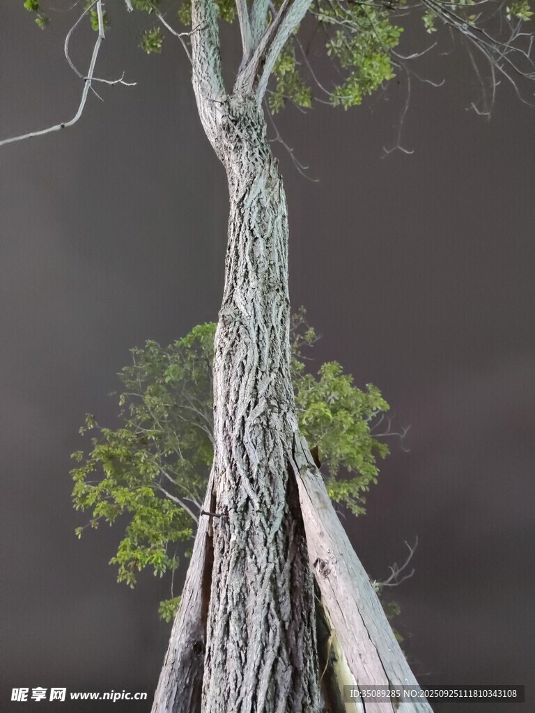 倾斜树干上的简易吊床