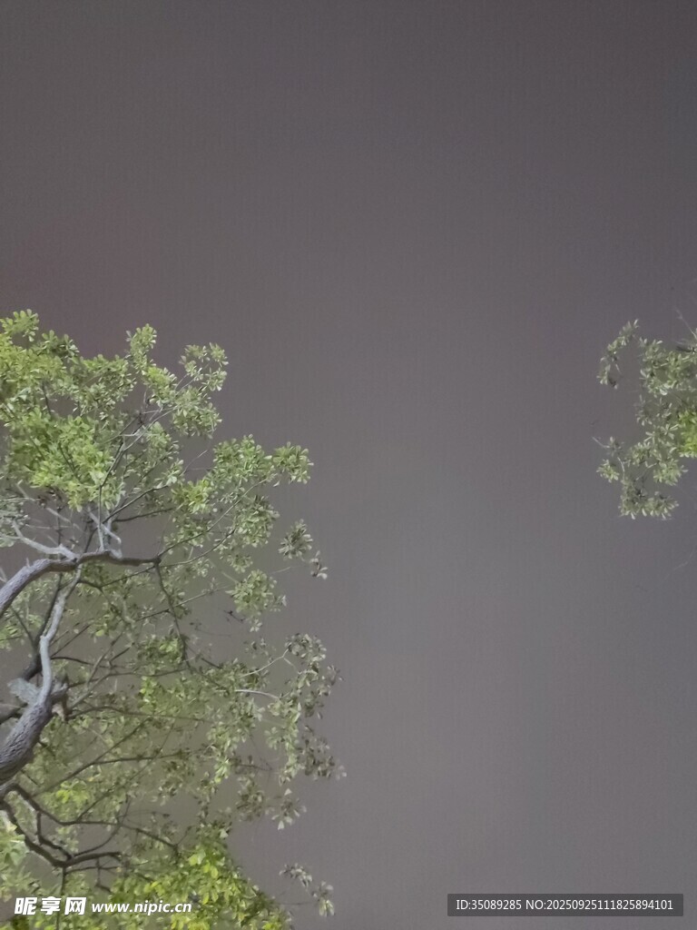雾中树枝绿意初显