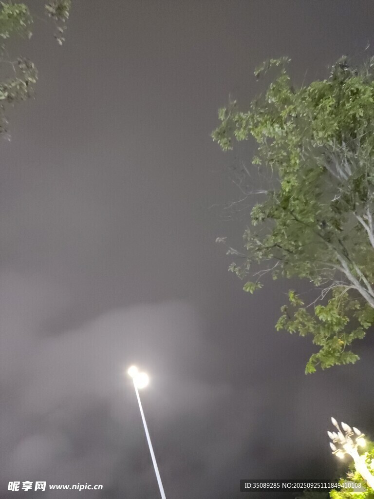 夜晚路灯与枝叶景象