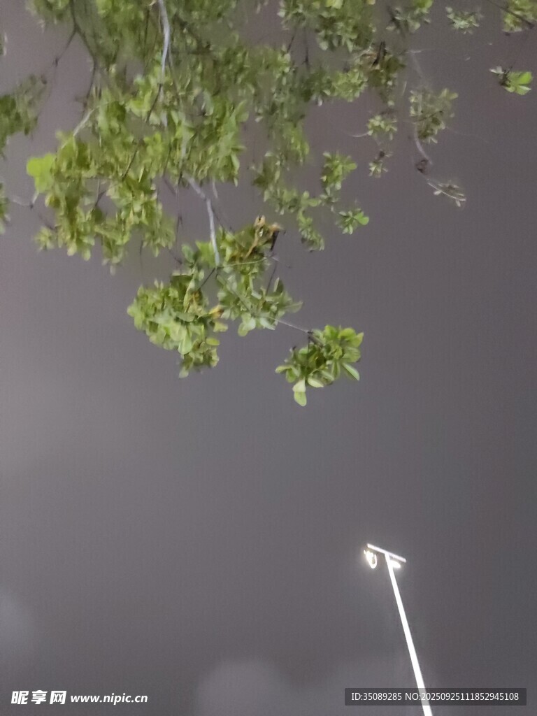 树枝下的路灯与阴沉天空