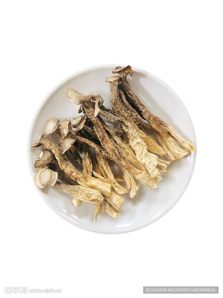 鹿茸菇