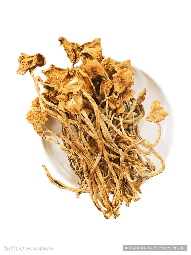 茶树菇