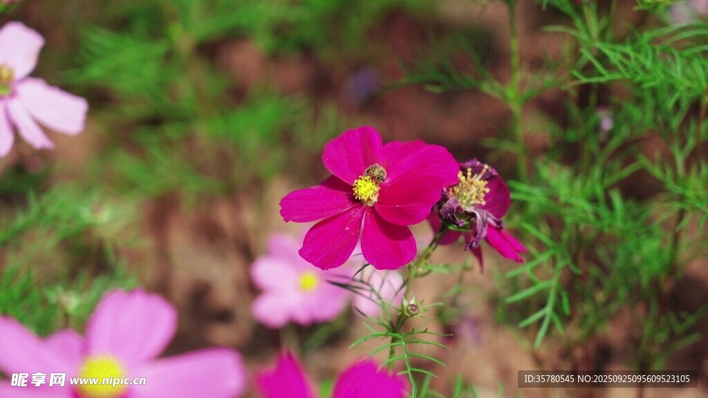 花间蜜蜂采蜜的美丽瞬间