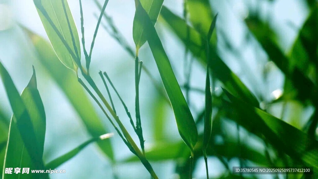 清新竹叶特写