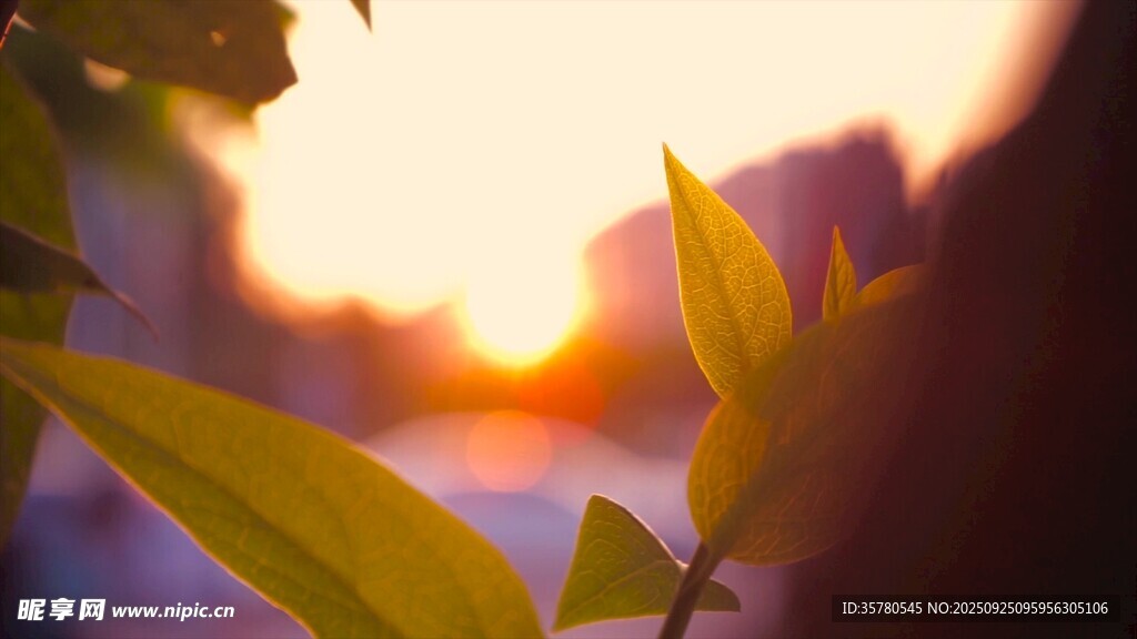 夕阳下的嫩绿叶片