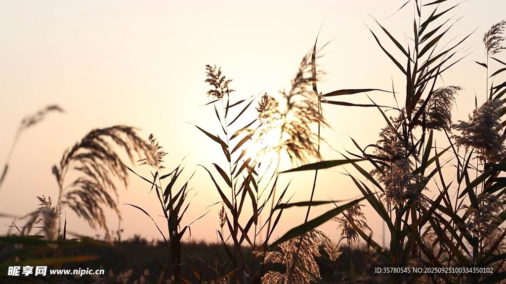 夕阳下的芦苇随风摇曳