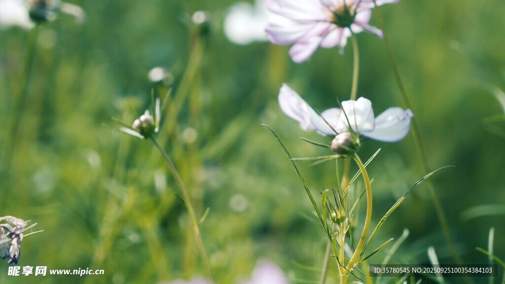 田野中的白色波斯菊