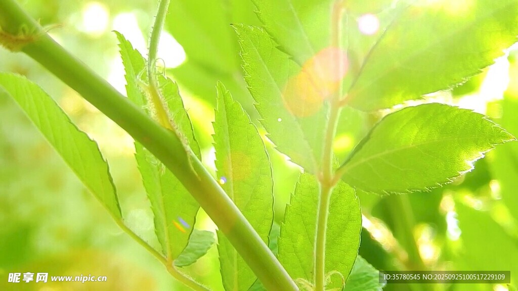 阳光下的翠绿植物枝叶