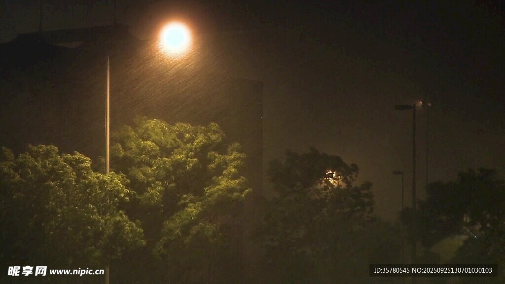 夜晚路灯下的绿植景观