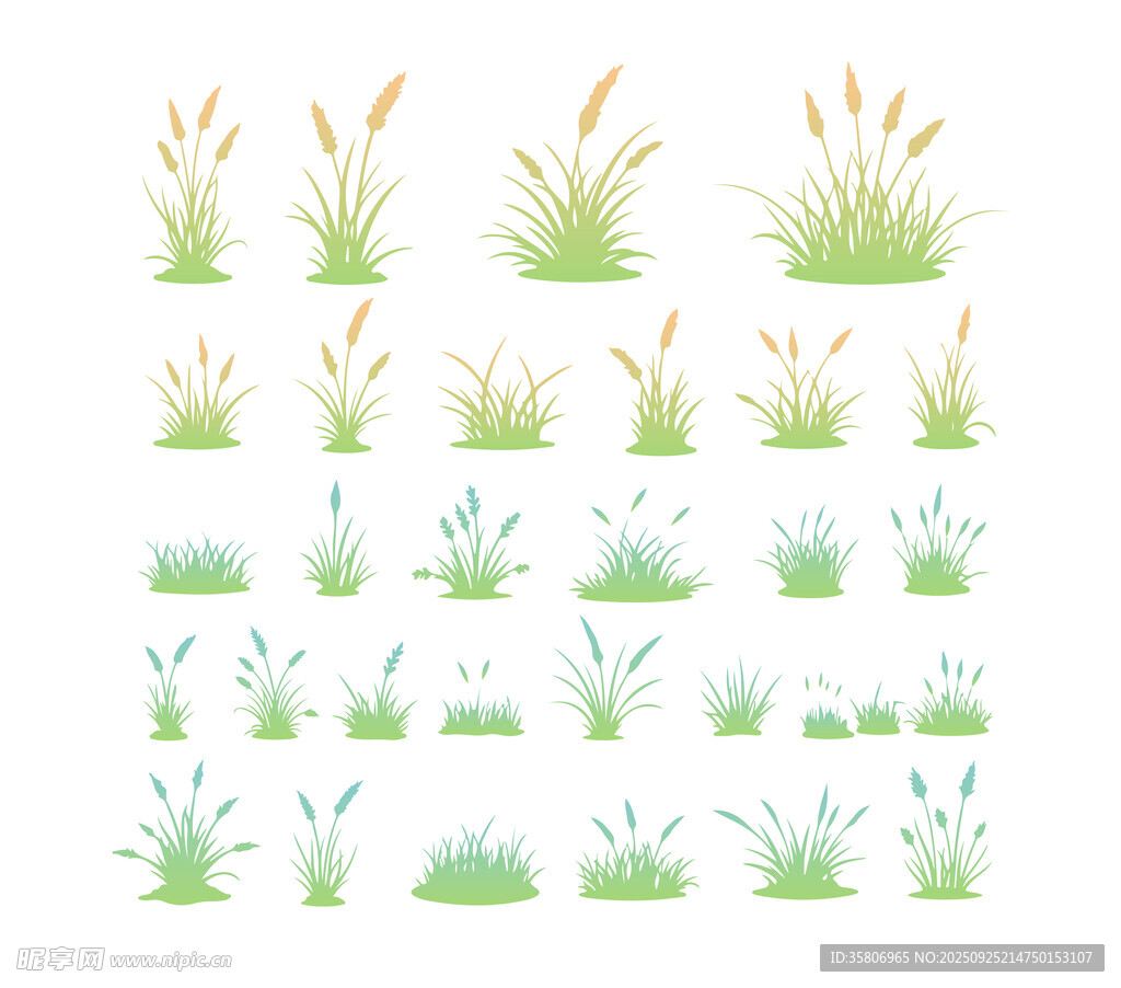 草丛植物插图
