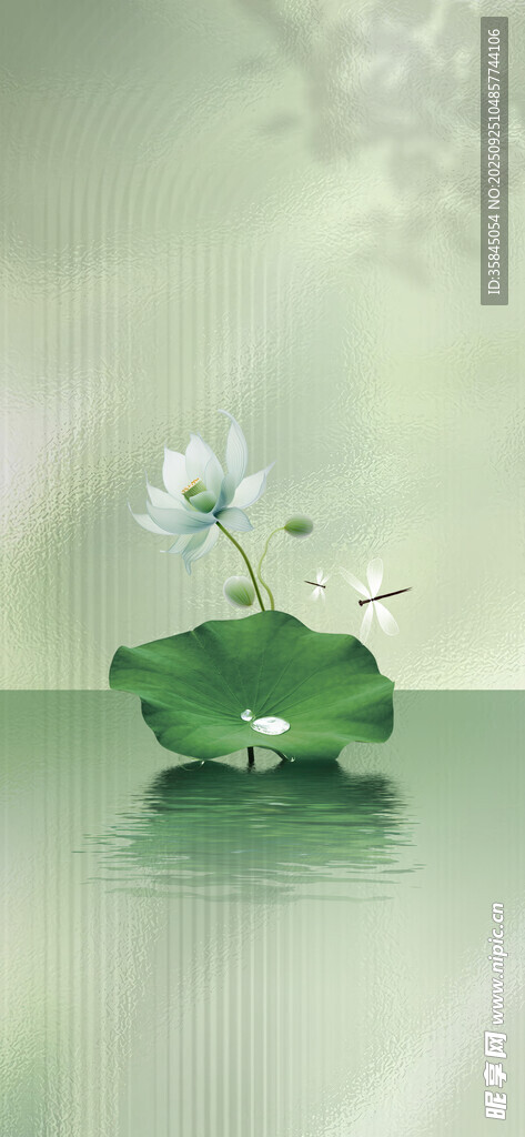 水中白莲荷叶相伴