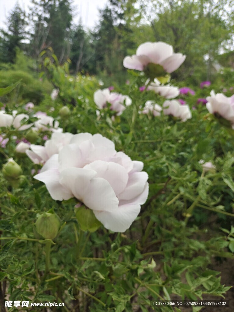 牡丹
