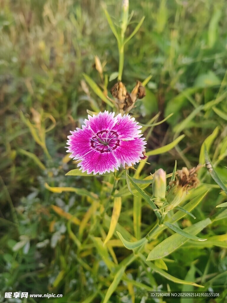 草丛中的娇艳石竹花