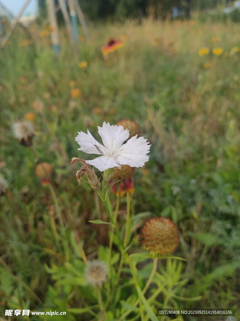 田野中绽放的白色小花