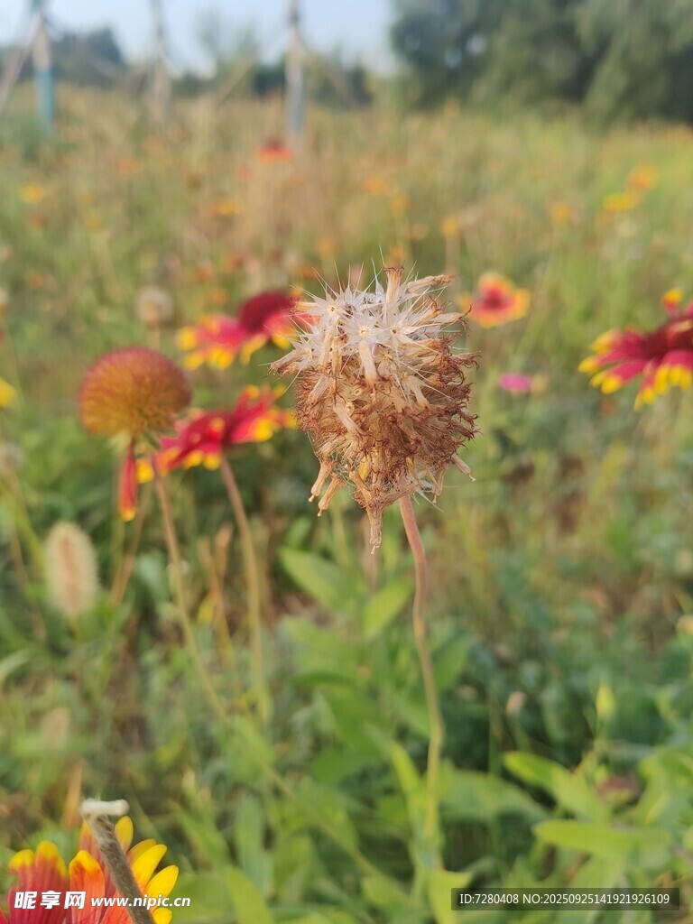 野外多彩花卉绽放美景