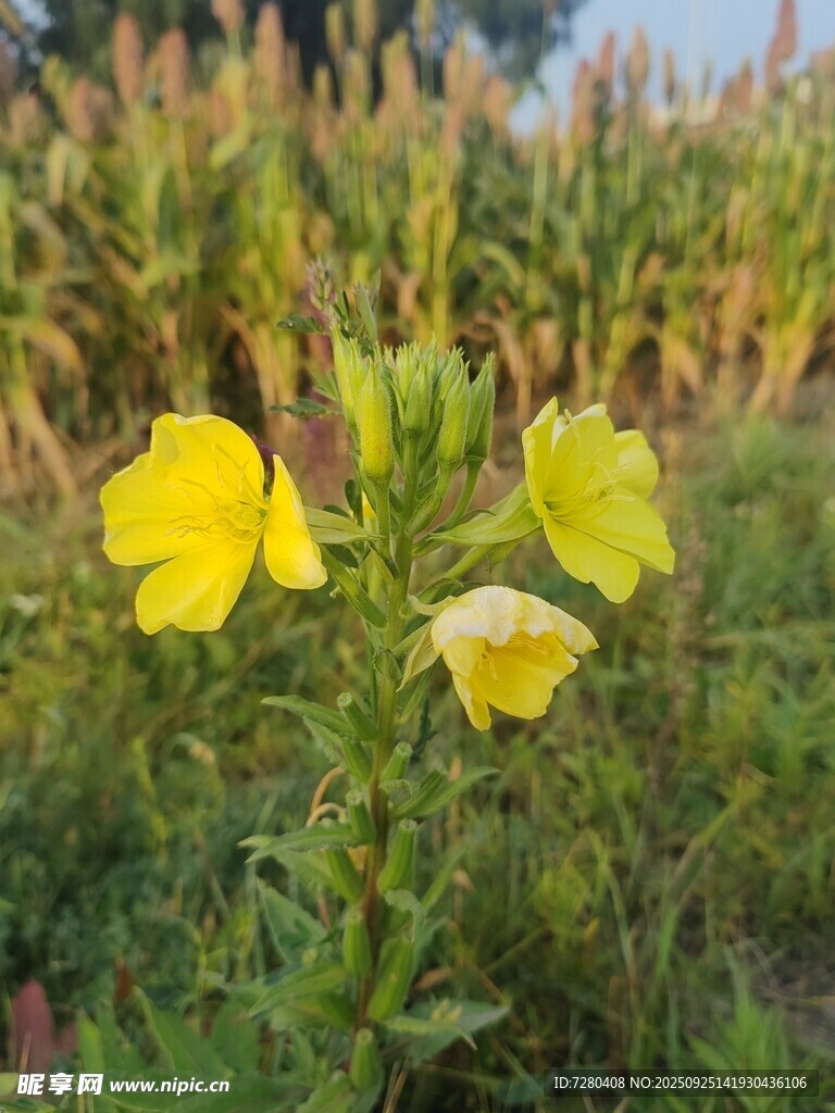 田野中的黄色美丽花朵