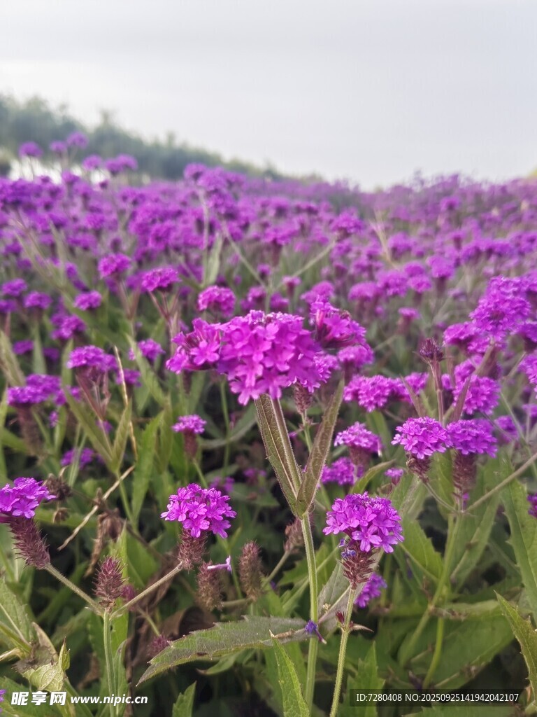 紫色花海绽放田园风光