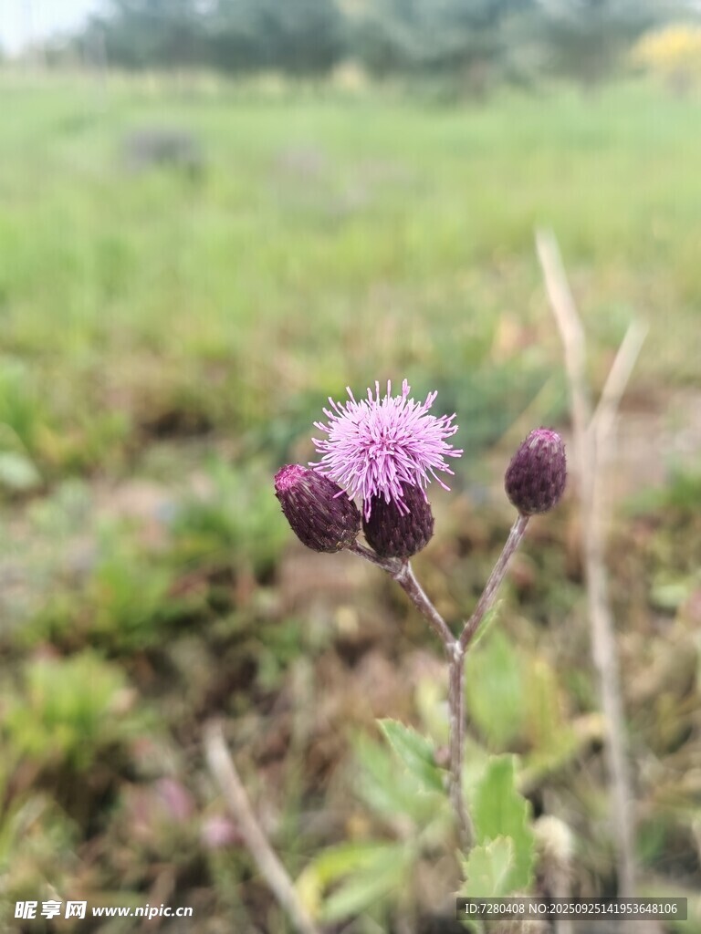 田野中的紫色小花
